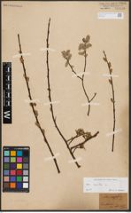 Foto von Salix aurita L.